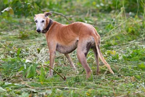 Whippet looks back Stock Photos