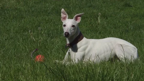 Whippet lying in the grass on a green meadow with toy Stock Footage 161586521