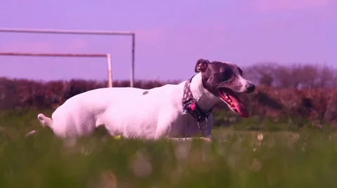 Whippet panting in park 動画素材 48897456