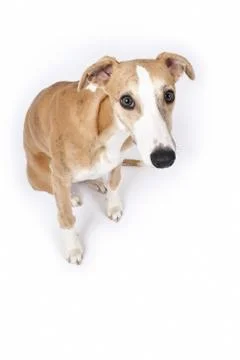 Whippet Stock Photos