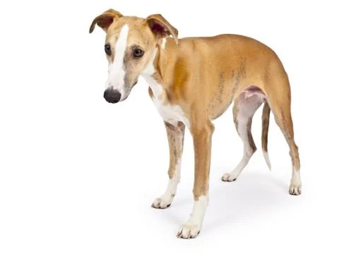 Whippet Stock Photos