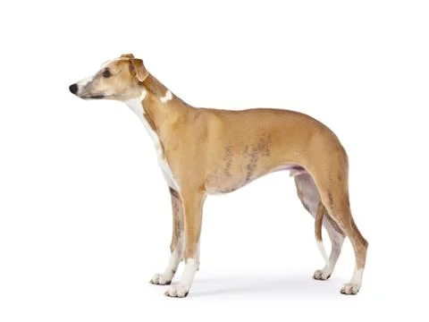 Whippet Stock Photos