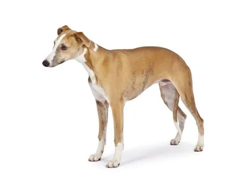 Whippet Stock Photos