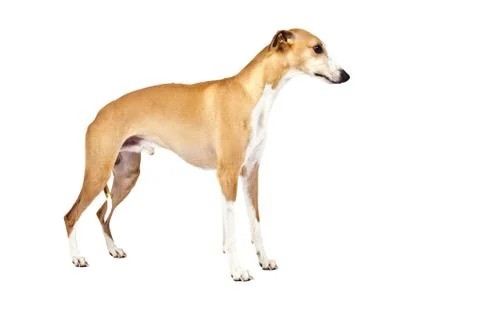 Whippet Stock Photos