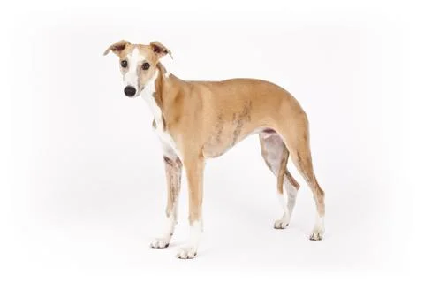 Whippet Stock Photos