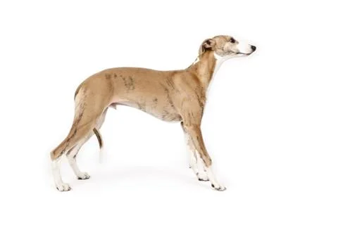 Whippet Stock Photos