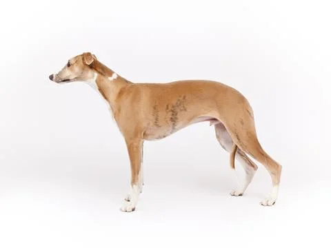 Whippet Stock Photos