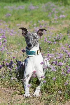 Whippet Stock Photos