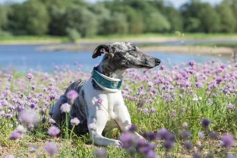 Whippet Stock Photos