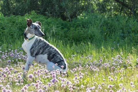 Whippet Stock Photos