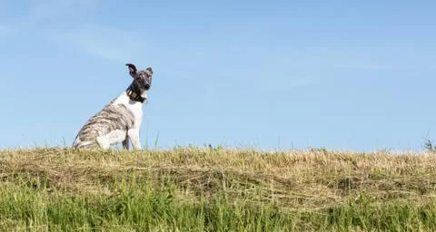 Whippet Stock Photos