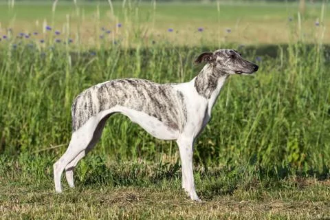 Whippet Stock Photos