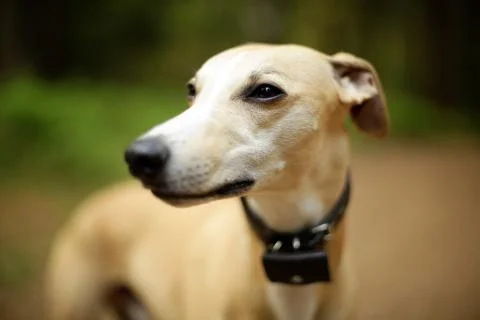Whippet Stock Photos