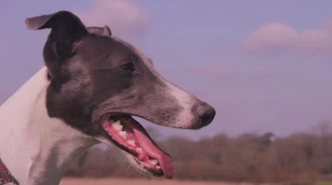 Whippet puppy panting close up Stock Footage 48897219