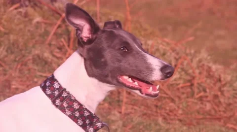 Whippet puppy panting Stock Footage 47878040