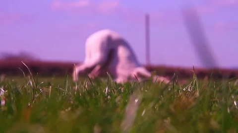 Whippet puppy rolling in park Stock Footage 48897543