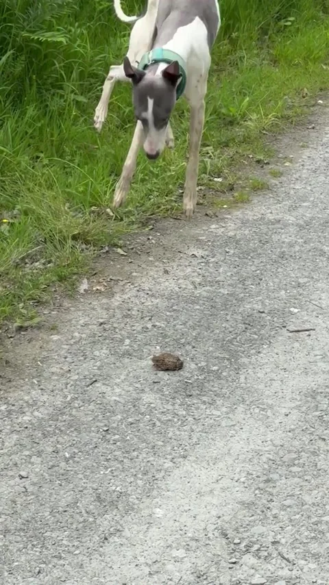 Whippet Puppy vs Road Toad, Wyre Forest, Bewdley, England - 16 Jun 2026 Stock Footage 337643275