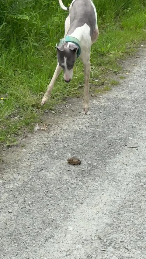 Whippet Puppy vs Road Toad, Wyre Forest, Bewdley, England - 16 Jun 2026 Stock Footage 339030358