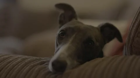 Whippet resting head, slow motion Stock Footage 56781758