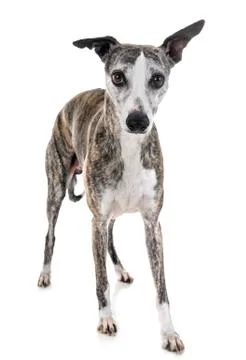 Whippet in studio Stock Photos