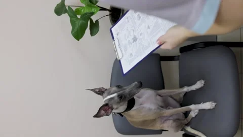 Whippet in the veterinary clinic Video stock 236906631