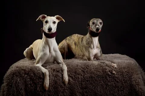 Whippets in the studio. A dog portrait of a two whippet dogs on black backg.. Foto stock