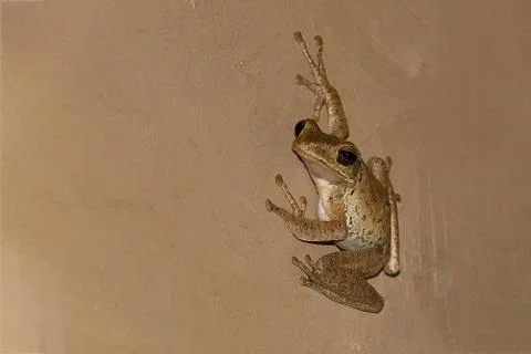Whippoing frog Stock Photos