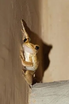 Whippoing frog Stock Photos