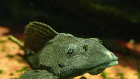 A Whiptail Catfish  Stock Footage 239578836
