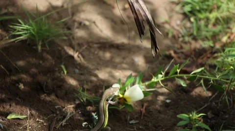 Whiptail lizard eats flower 動画素材 42150254