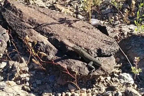 Whiptail lizard no tail Stock Footage 168911175