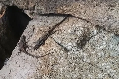 Whiptail lizards sunning Stock Footage 168911159