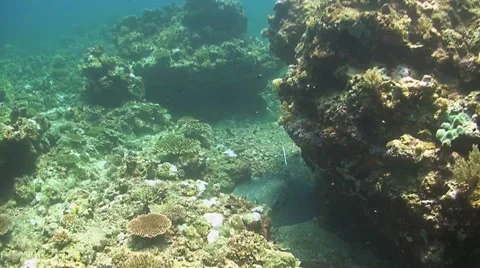 Whiptail Stingray on a coral reef Stock Footage 44336214