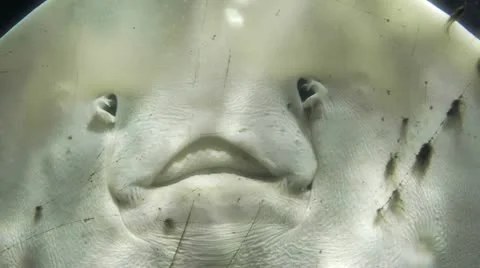 Whiptail stingray face close up Stock-Footage 11144682