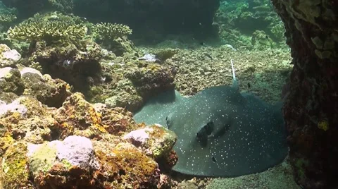 Whiptail Stingray Stock Footage 44329874