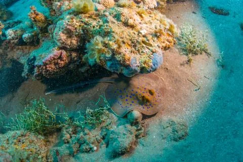 Whiptail stingray Foto stock