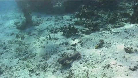 Whiptail Stingrays Engaging in Courtship and Mating Behavior Vídeos de archivo 344051224
