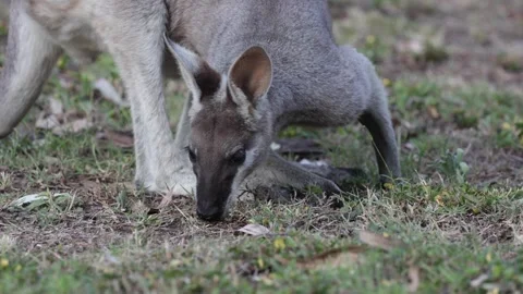 Whiptail Wallaby eating grass close up Stock Footage 289804355