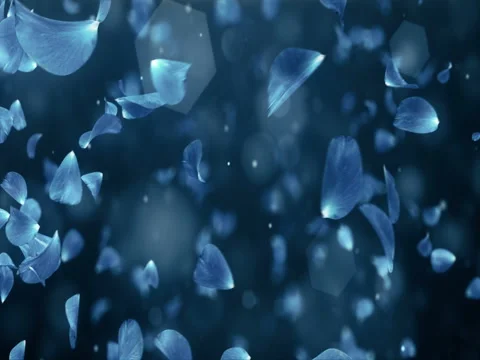 Whirl Flying Romantic Dark Blue Rose Flower Petals Background Loop 4k Stock Footage 71417587