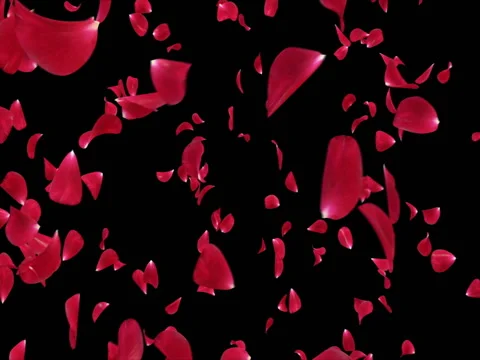 Whirl Flying Romantic Red Rose Flower Petals Background Alpha matte Loop 4k Stock Footage 71897902