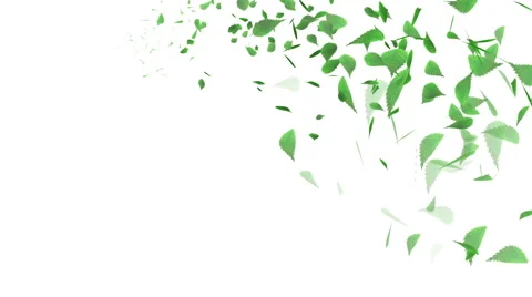 Whirling Green Leaf - White background Vidéo 63815175