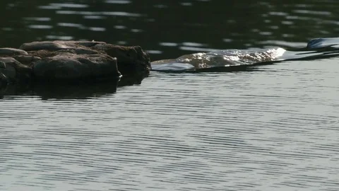 WHIRLPOOL AND THE RIVER Vidéo 84203817