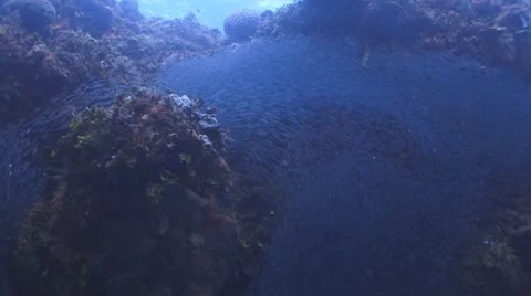 Whirlpool of fish Vídeo Stock 8830747