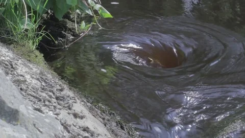 Whirlpool on the mountain river. Close up Vidéo 80929515