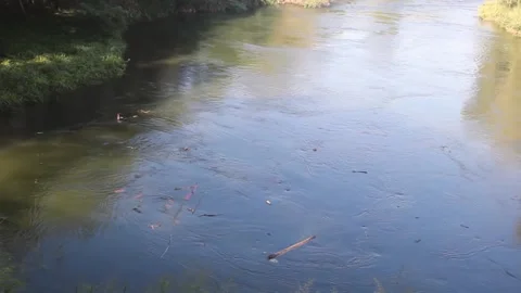Whirlpool on a small forest river Vidéo 138633924