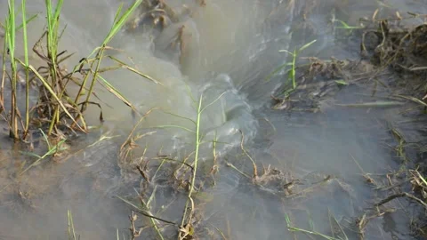 Whirlpool in the water. Stock Footage 314218207