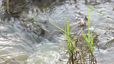 Whirlpool in the water. Stock Footage 314218345