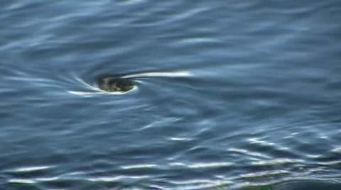 Whirlpool2 Stock-Footage 82034