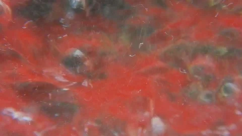 Whirlwind of bubbles and bubbling in a red liquid Stock Footage 109289481
