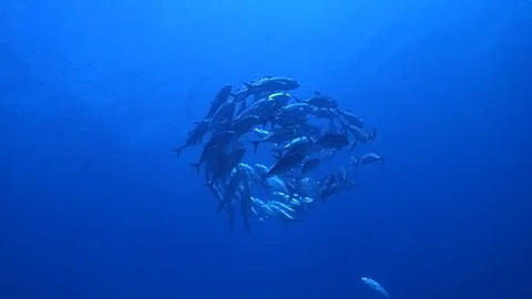 Whirlwind of jackfish Stock Footage 112539677